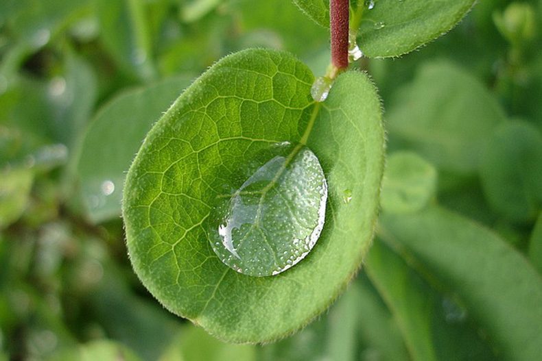 Riego por goteo: Cómo aprovechar cada gota
